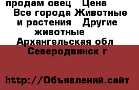 продам овец › Цена ­ 100 - Все города Животные и растения » Другие животные   . Архангельская обл.,Северодвинск г.